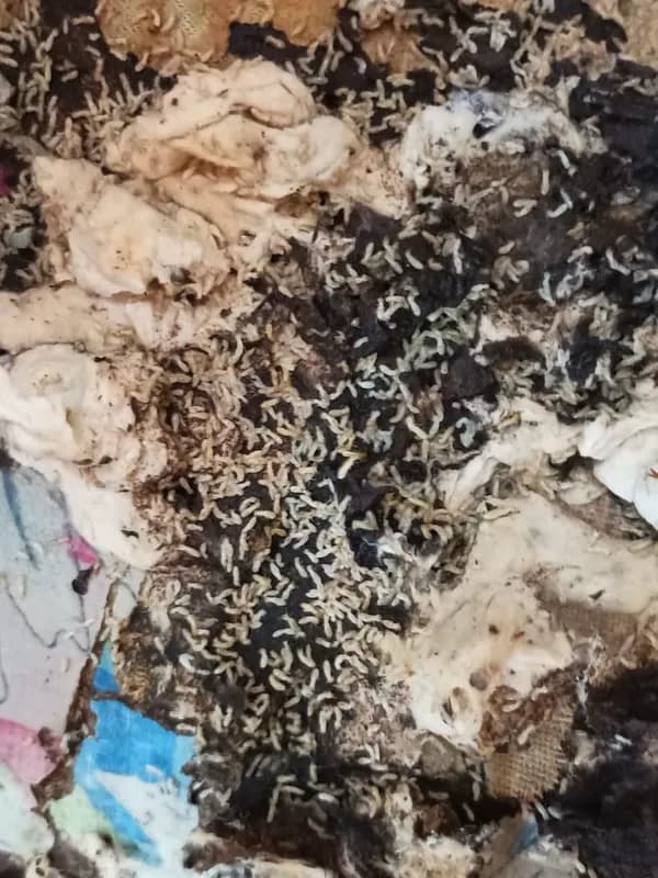 Termite damage in an old piece of wood