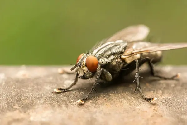 Fly Control Mumbai - Professional House Fly Management
