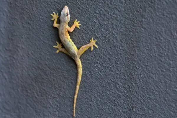 Lizard Control Mumbai - Professional Lizard Removal