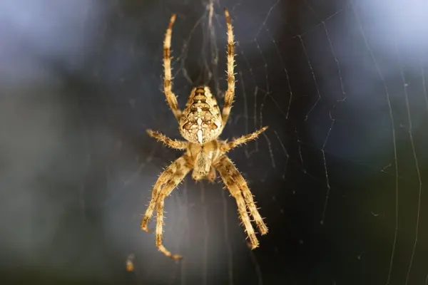 Spider Control Mumbai - Professional Spider Removal