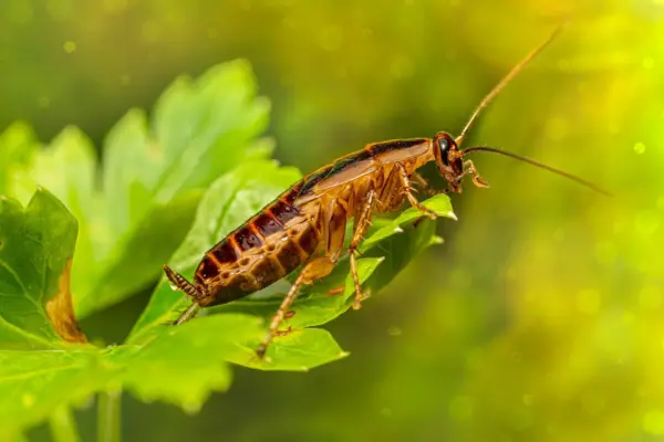 Cockroach Control Mumbai - Professional Cockroach Extermination