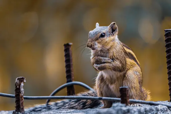 Rodent Control Mumbai - Professional Rat and Mouse Control