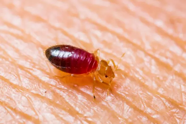 Bed Bug Control Alibag - Professional Bed Bug Treatment