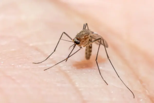 Mosquito Control Mumbai - Professional Mosquito Treatment