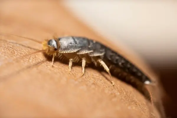 Silverfish Control Mumbai - Paper Document Protection