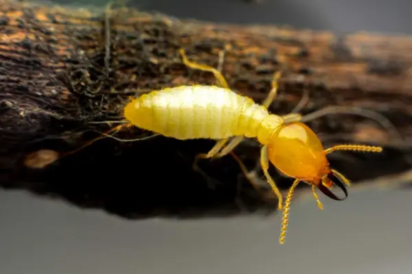 Termite Control Mumbai - Professional Anti-Termite Treatment