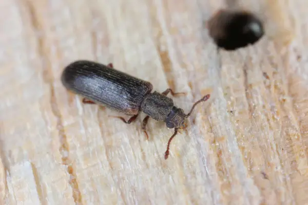 Wood Borer Control Mumbai - Furniture Protection Treatment
